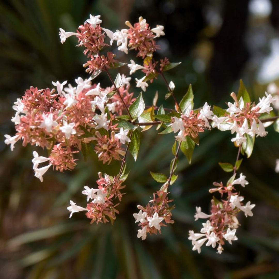 Abelia Rosy Charm