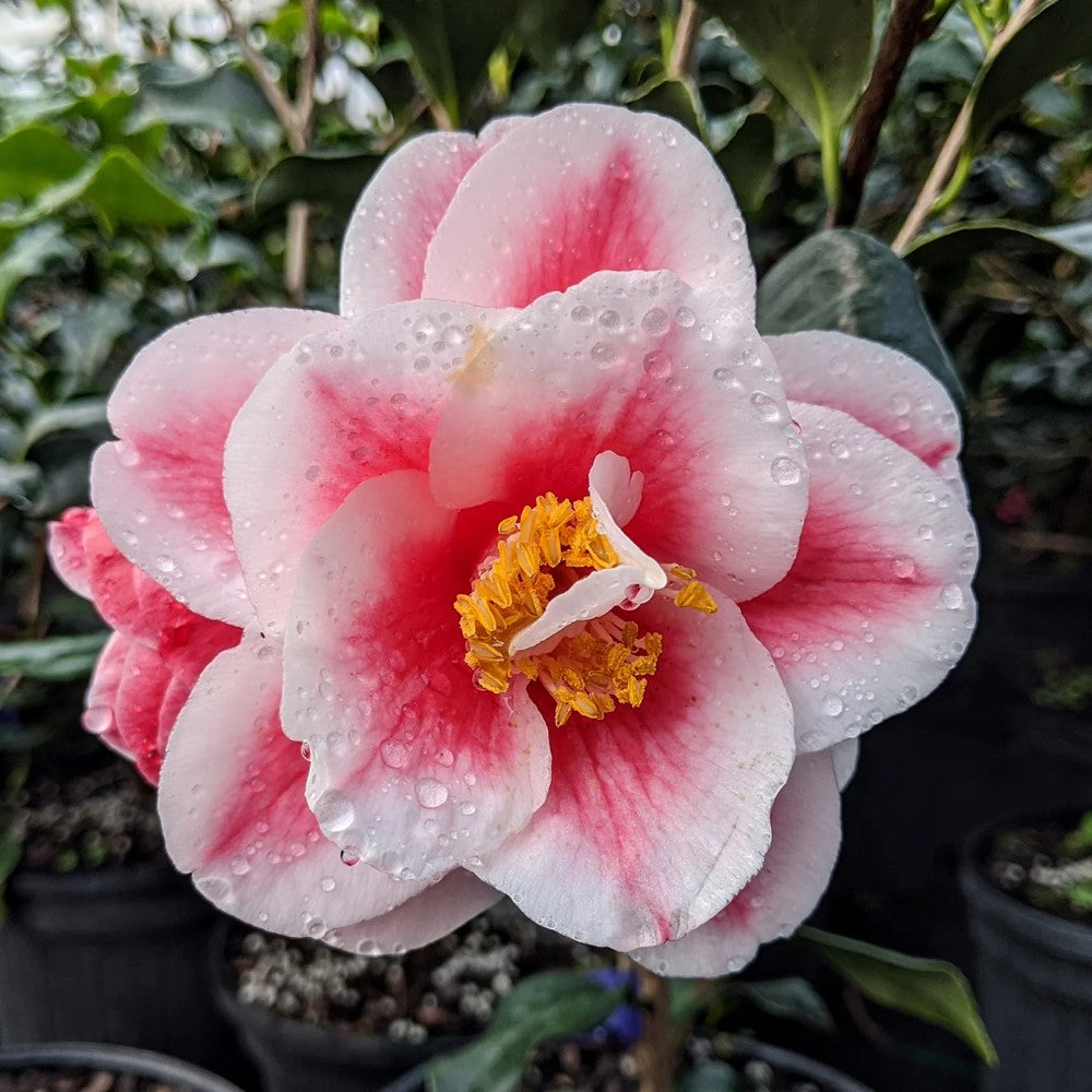 Camellia Sadaharu Oh