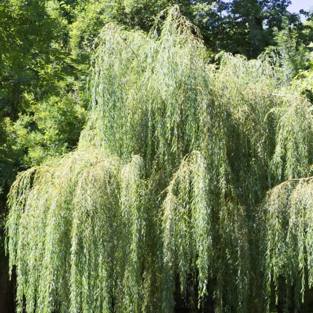 Salix babylonica tree with graceful cascading limbs