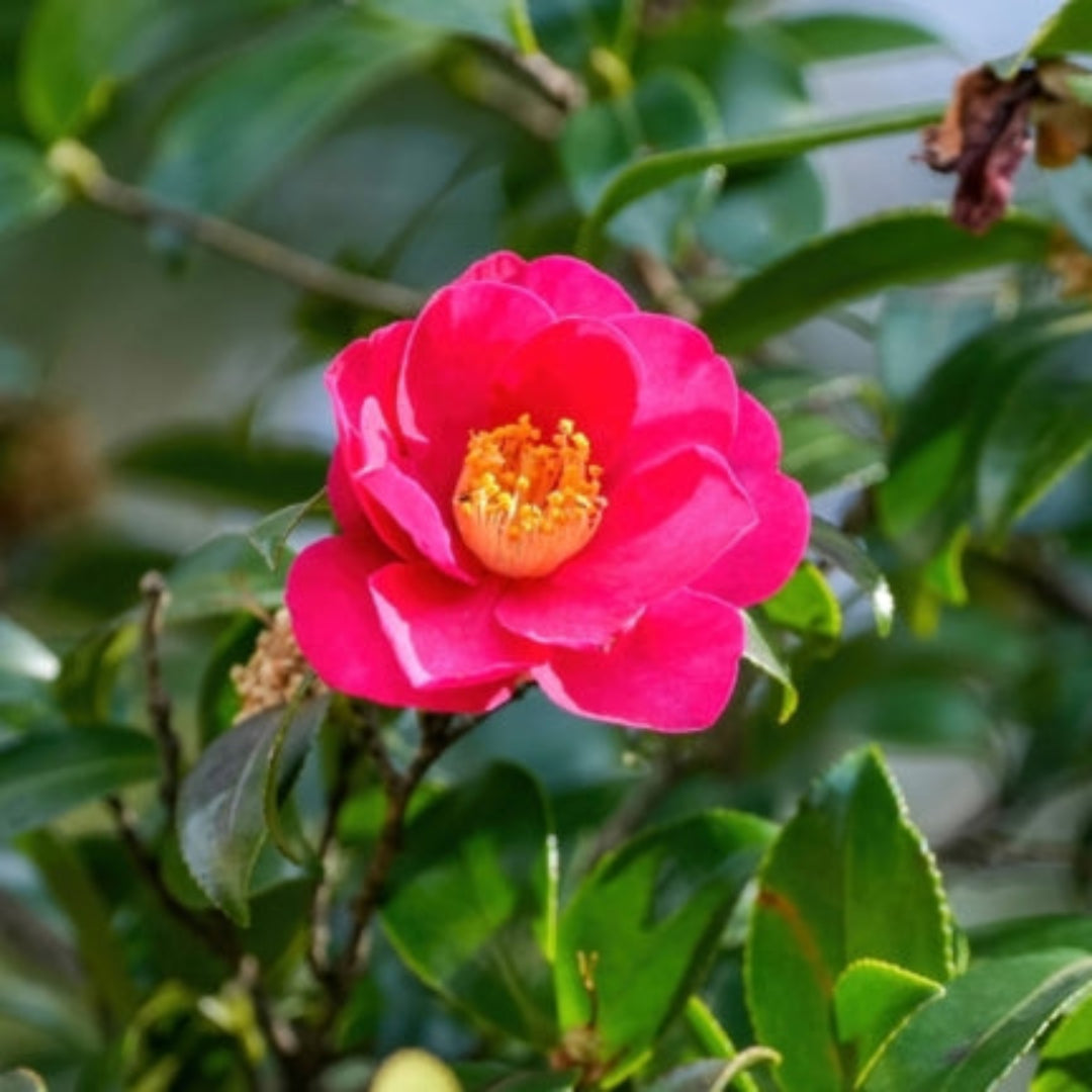 Brandys Temper Camellia