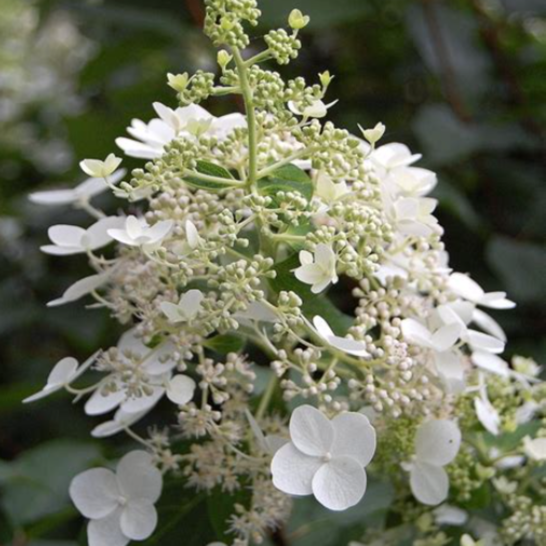 Unique Panicle Hydrangea