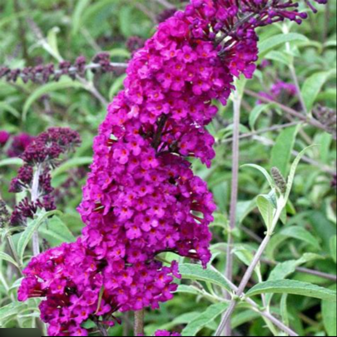 Butterfly Towers Magenta Butterfly Bush