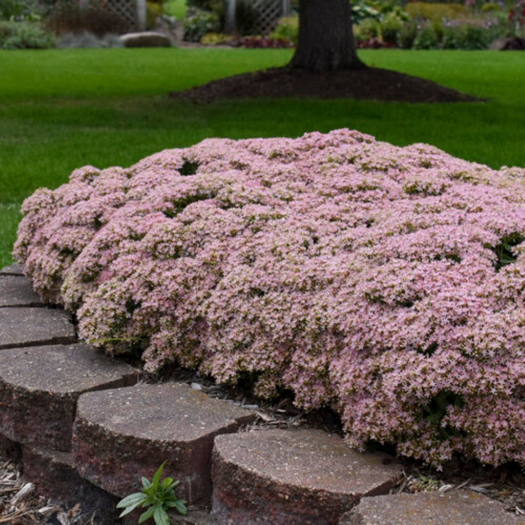 Sedum &