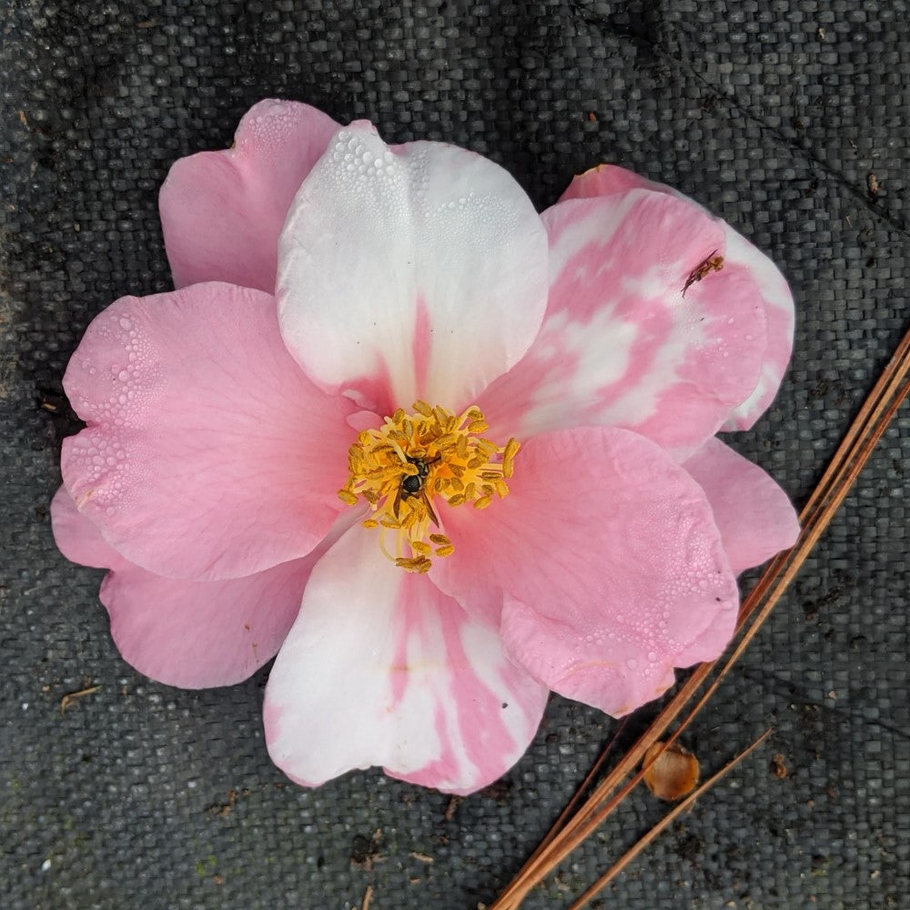 Shibori-Egao Camellia