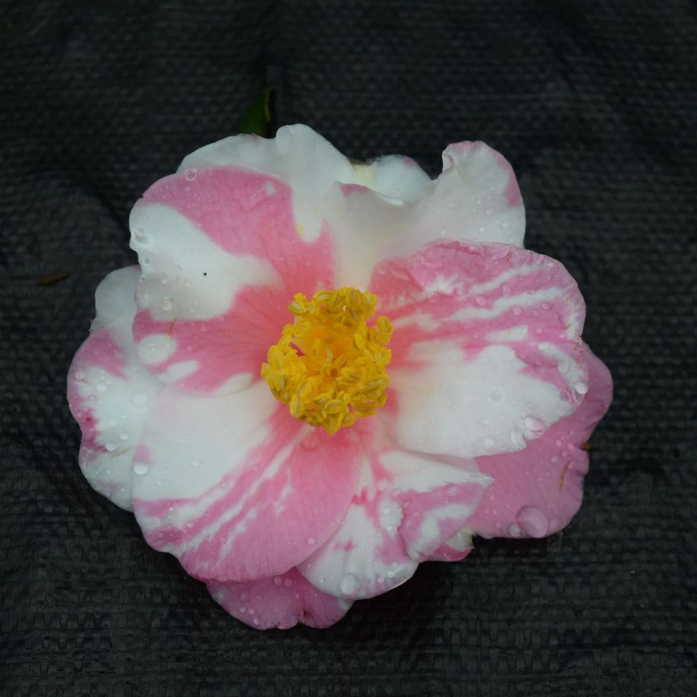 Shibori-Egao Camellia