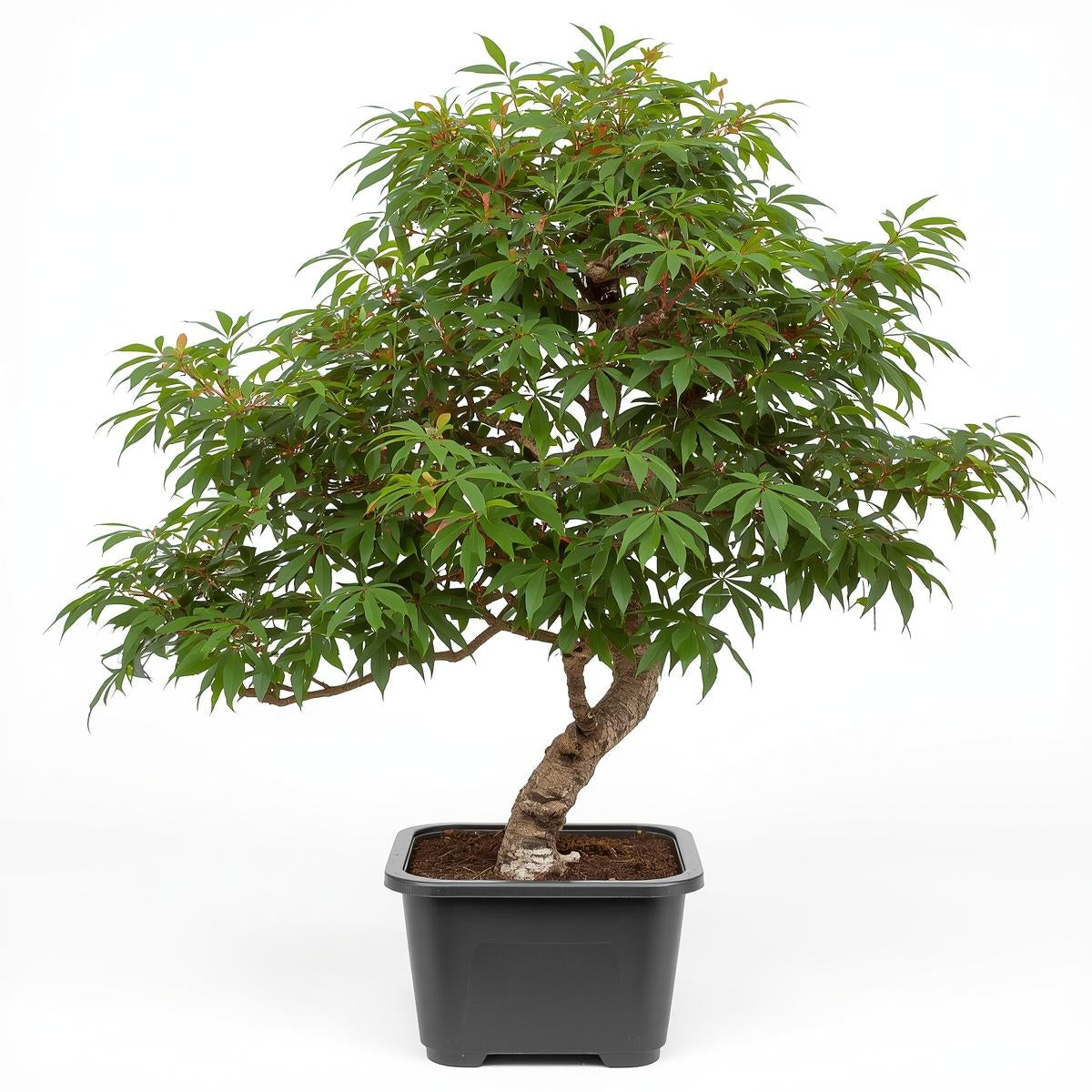 Shishigashira Japanese Maple