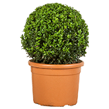 Shrubs Plants Shrubs Plants