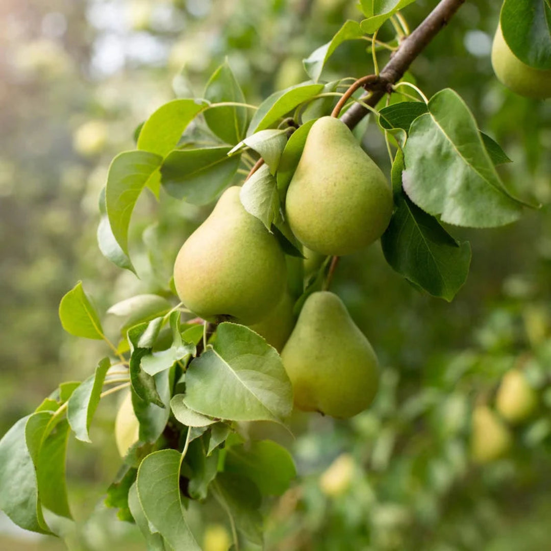 4-in-1 Pear Cocktail Tree