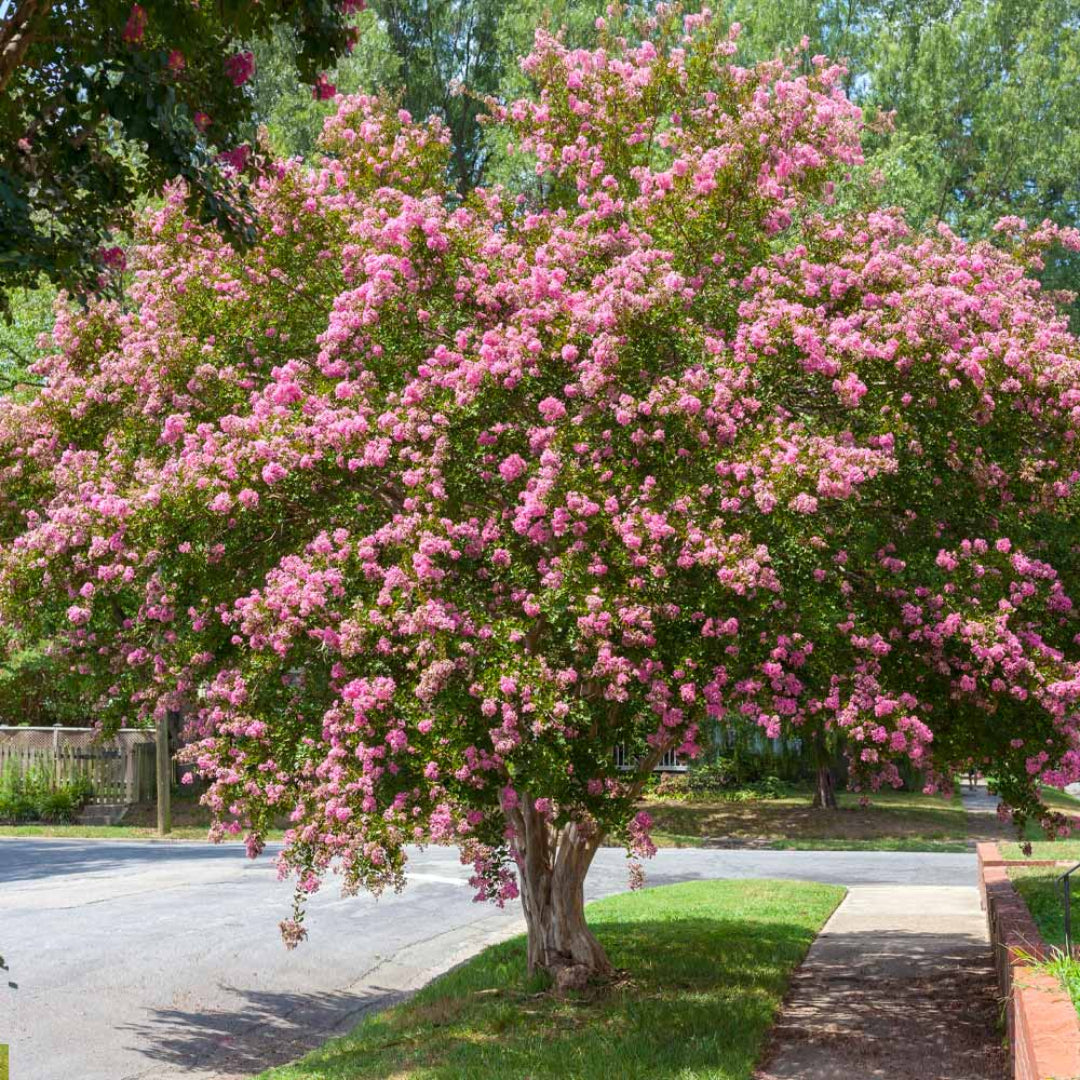 Sioux Crape Myrtle tree showing pink blooms and green foliage