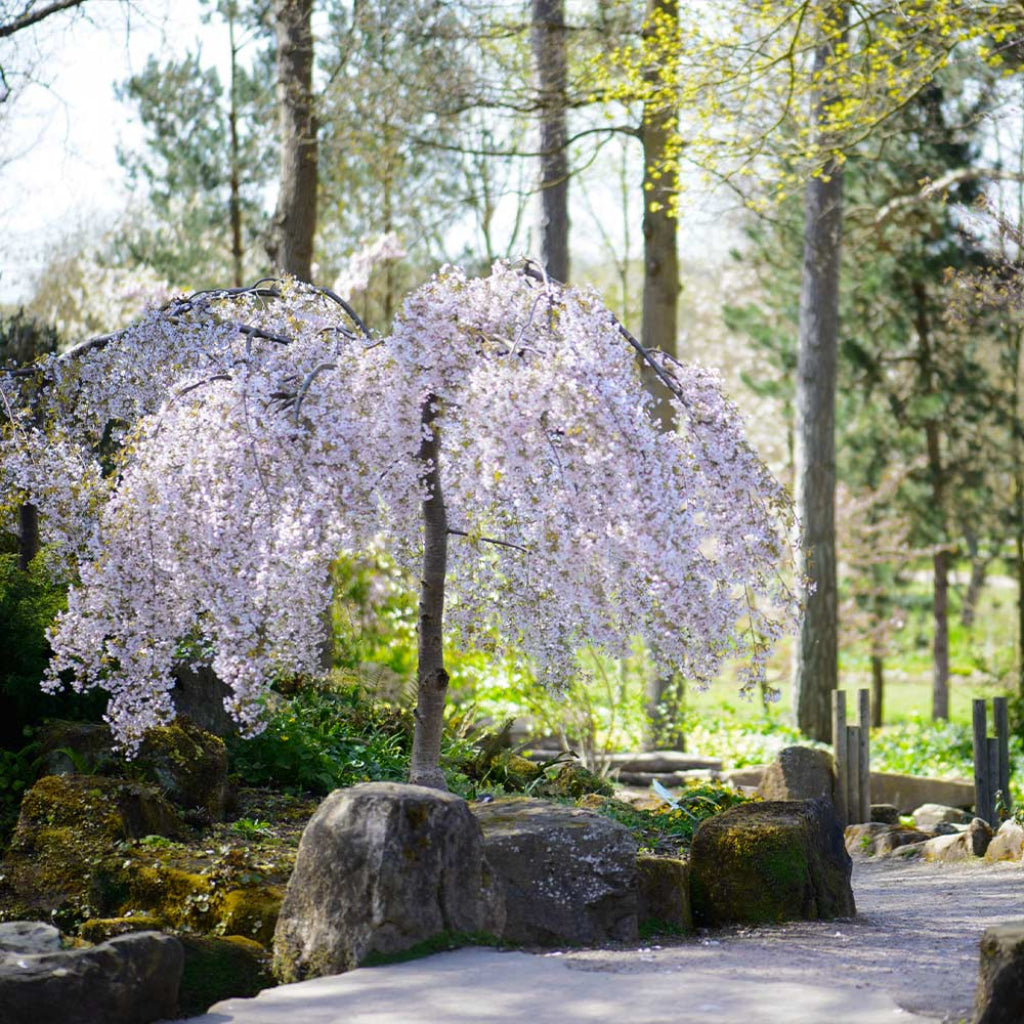 Snow Fountains Weeping Cherry Tree