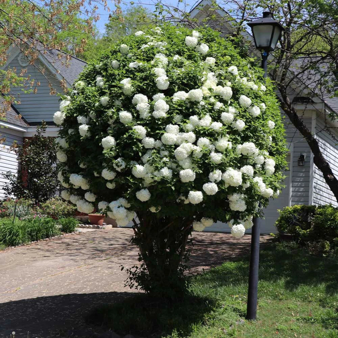 Mary Milton Viburnum