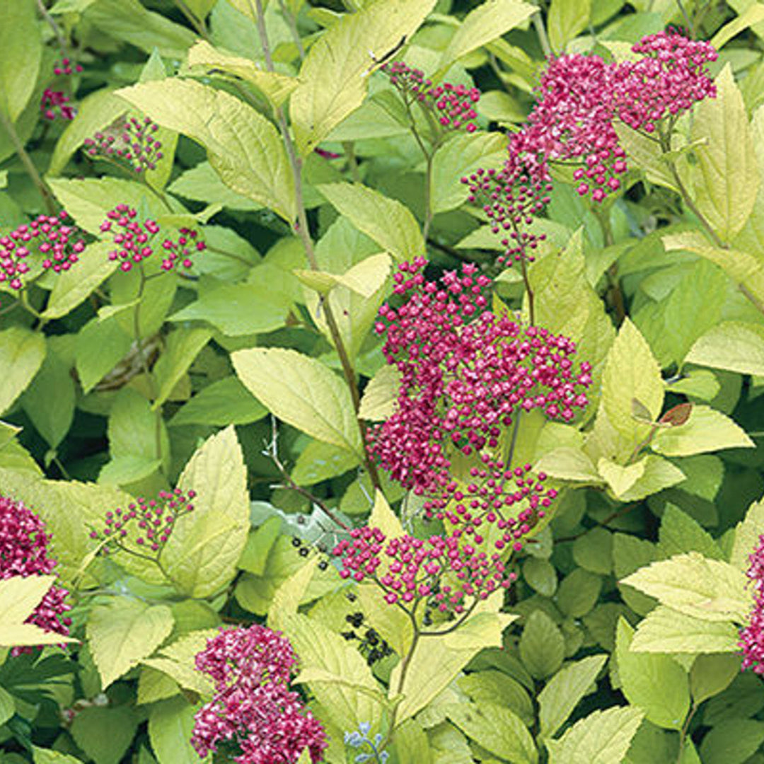 Goldmound Spirea