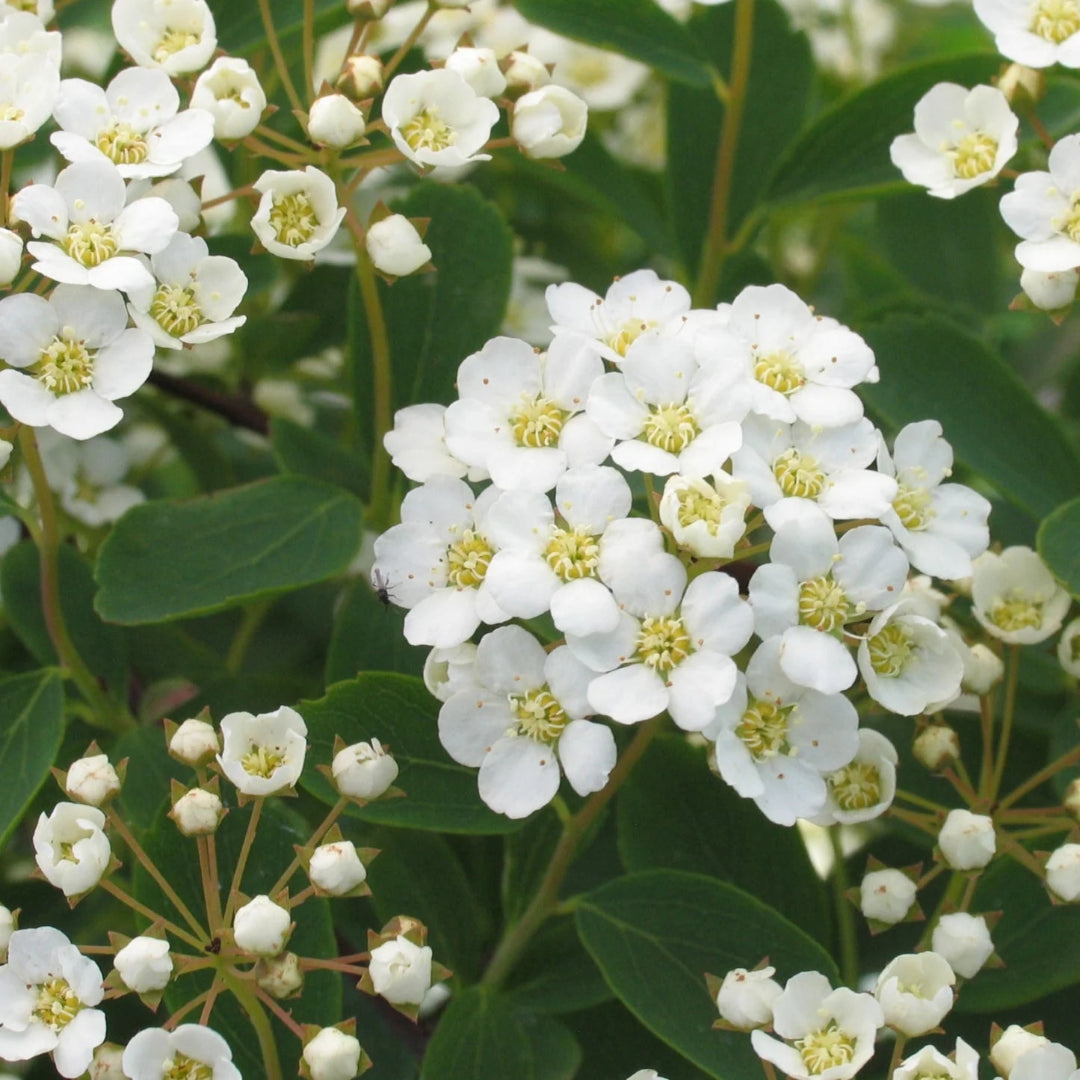 White blooming Spiraea Vanhouttei branches close-up
