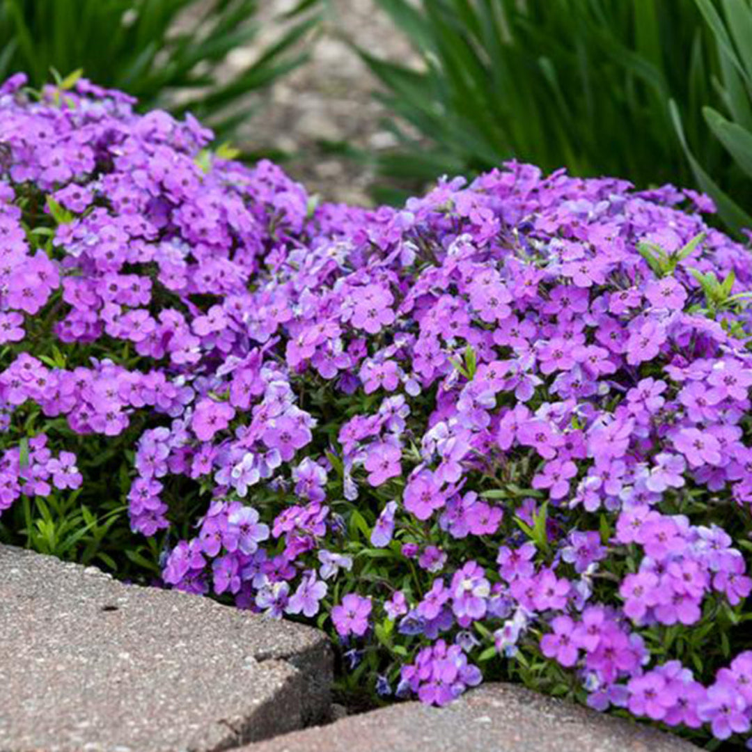 Phlox Subulata &