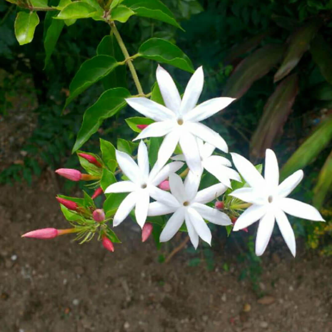 Variegated Star Jasmine