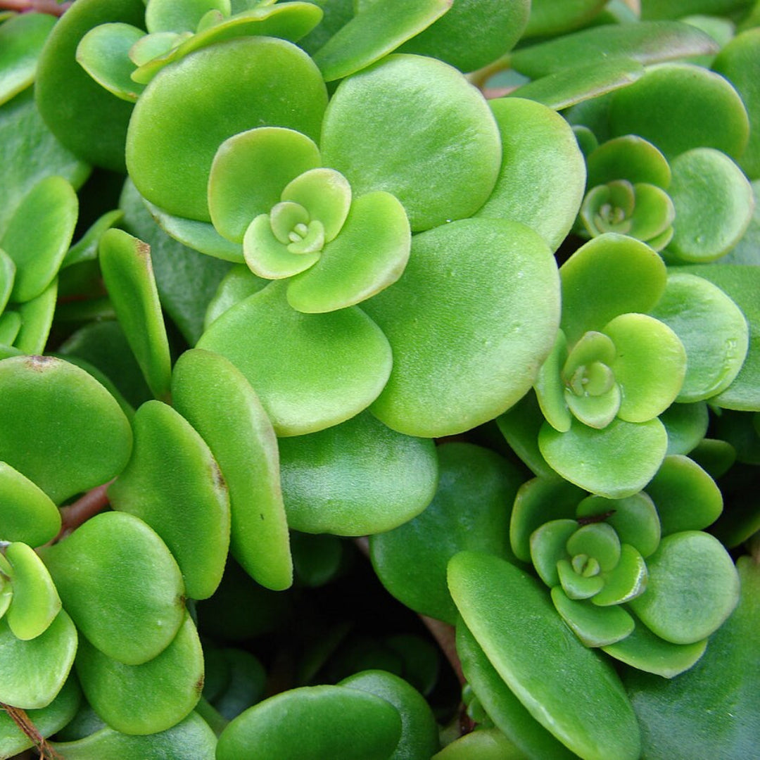 Sedum Tetractinum Chinese Sedum 10 count flat of 4.5" pots