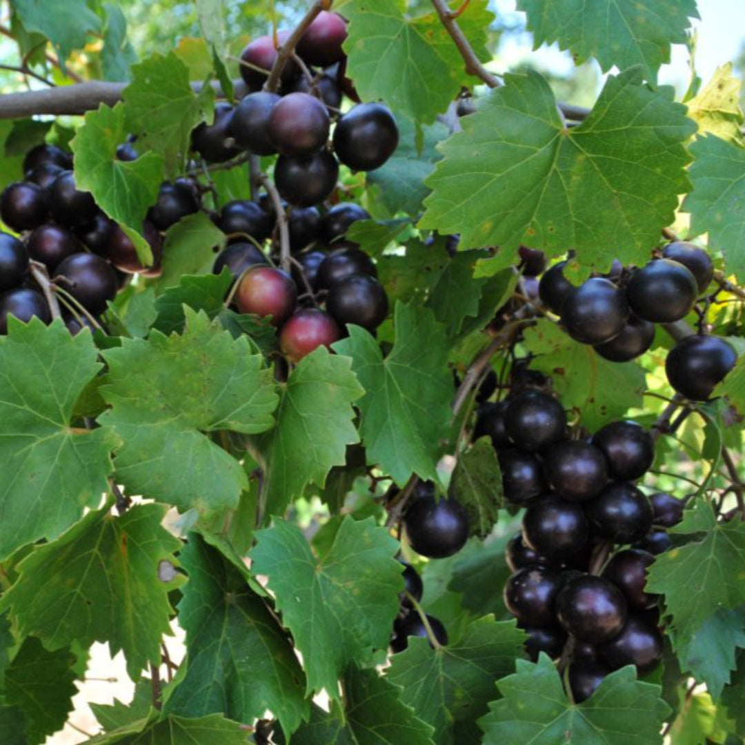 Muscadine Eudora Grape Vine