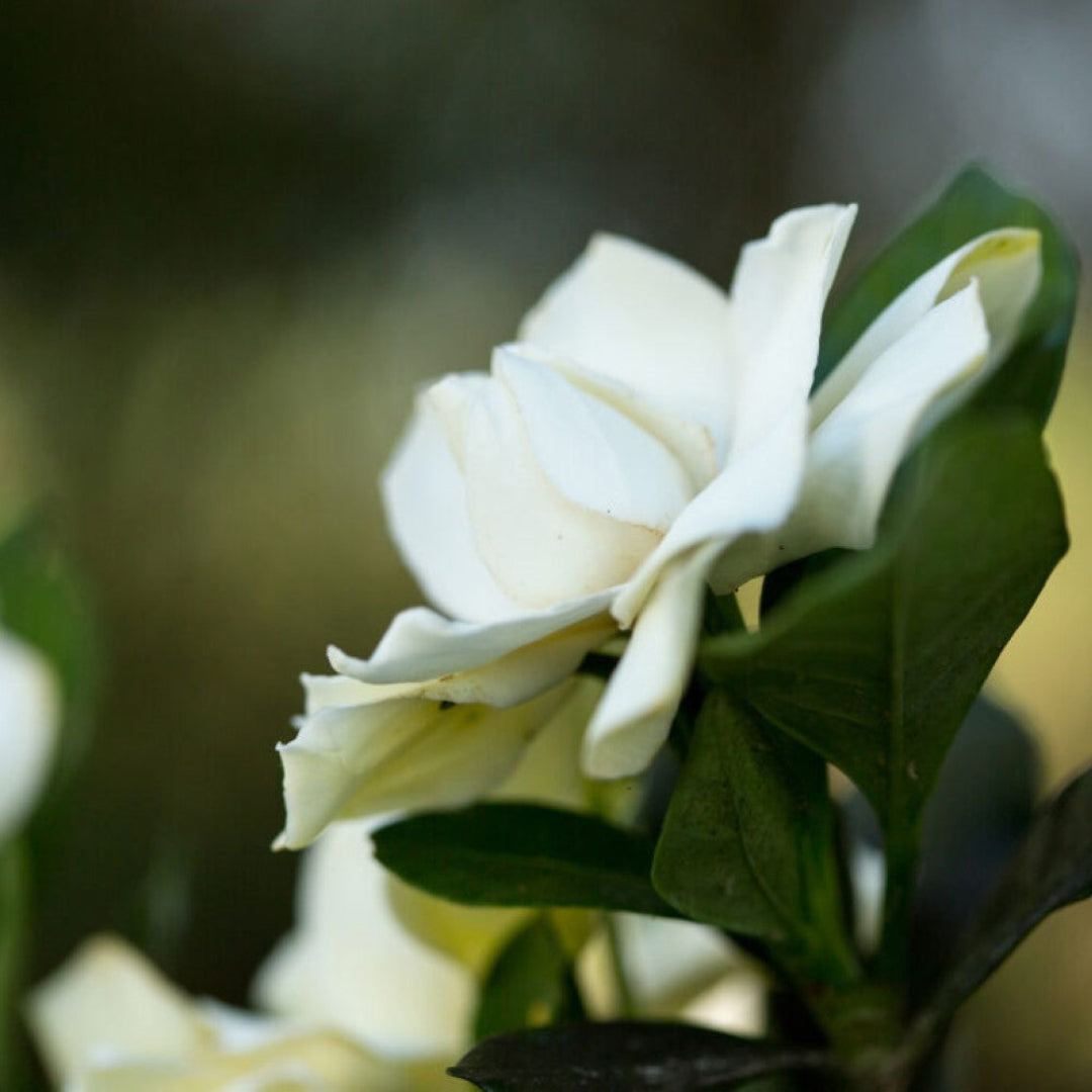 Sweet Tea Gardenia