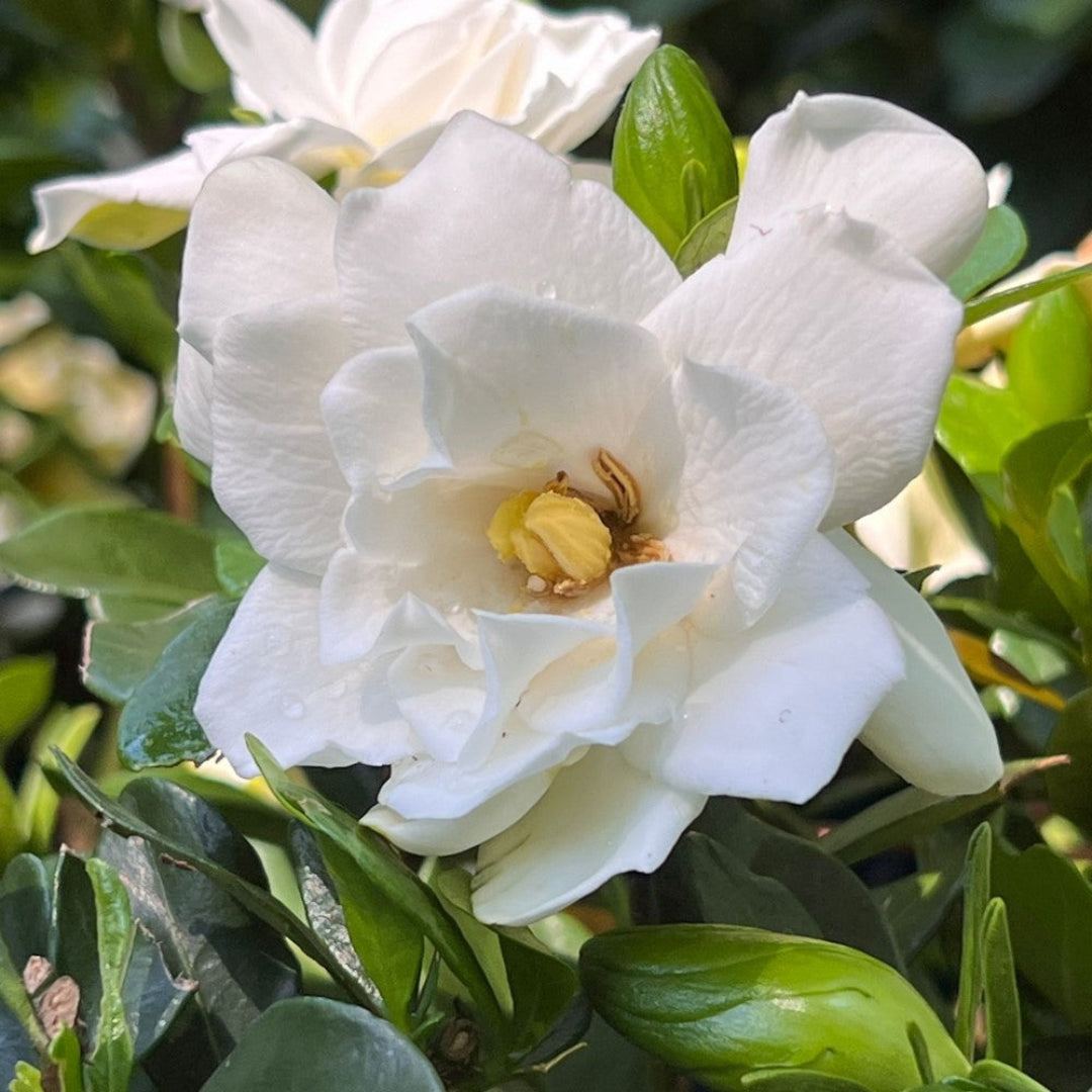 Sweet Tea Gardenia