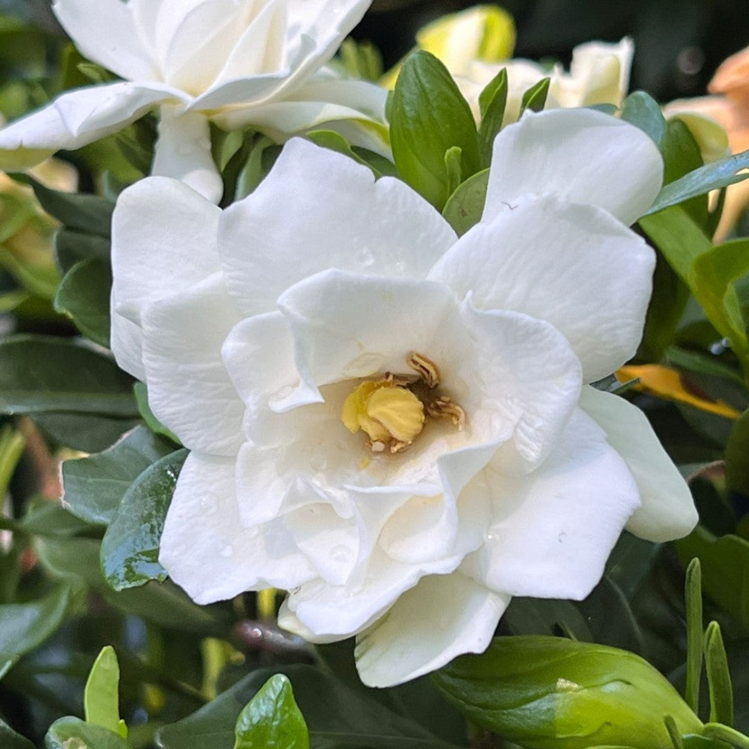 Sweet Tea Gardenia
