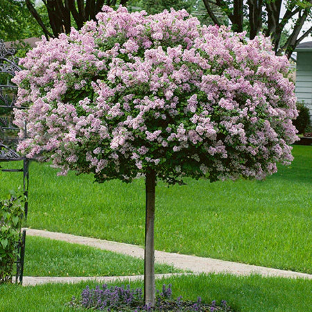 Palibin Lilac