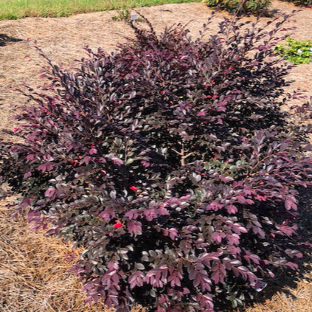 Cerise Charm Loropetalum