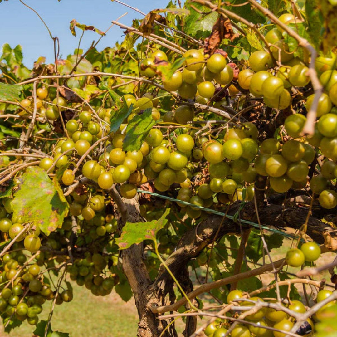 Tara Muscadine Grape Vine