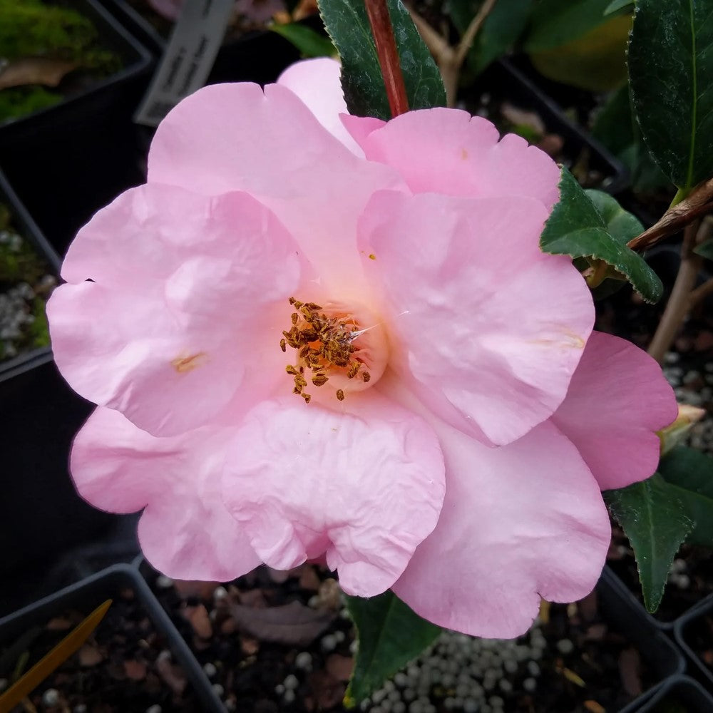 Taylor perfection Camellia
