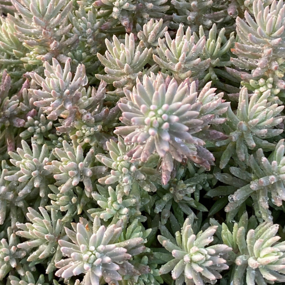 Sedum Tight and Tidy™ Blue Angelina™