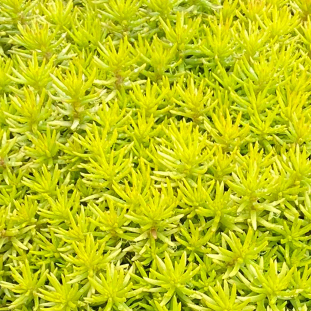 Sedum Tight and Tidy™ Yellow Angelina™ &