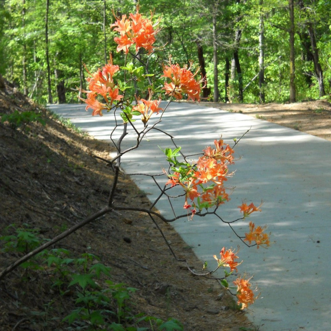 Tipsy Tangerine Rhododendron Native Azalea