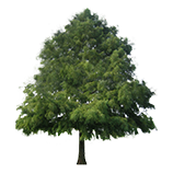 Trees Trees