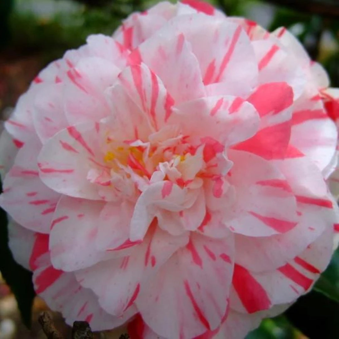 Tricolor Camellia