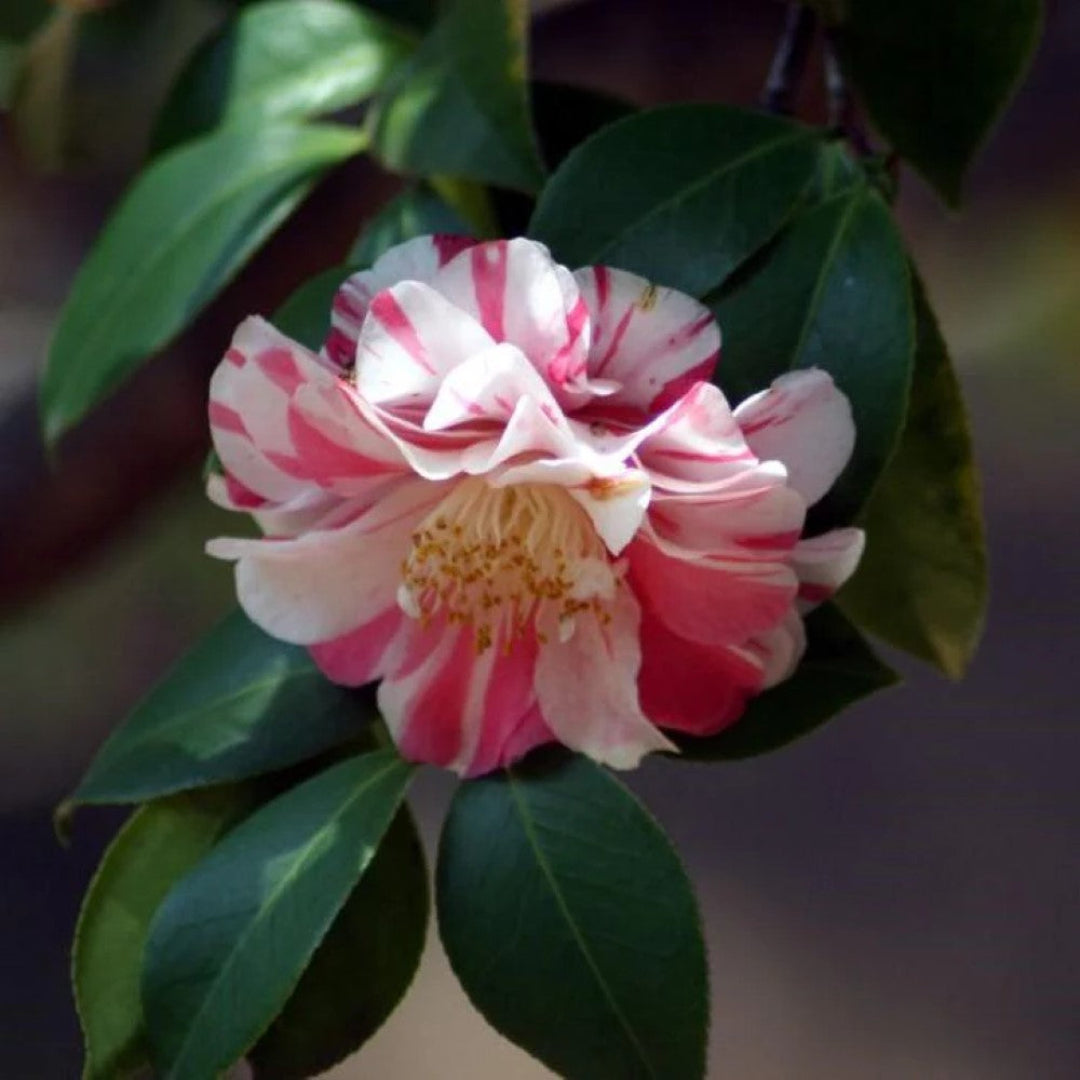 Tricolor Camellia
