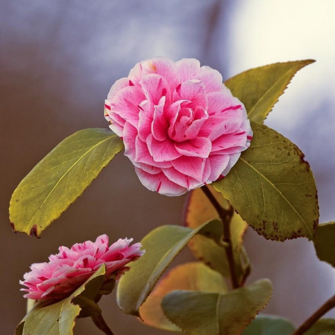 Tricolor Camellia