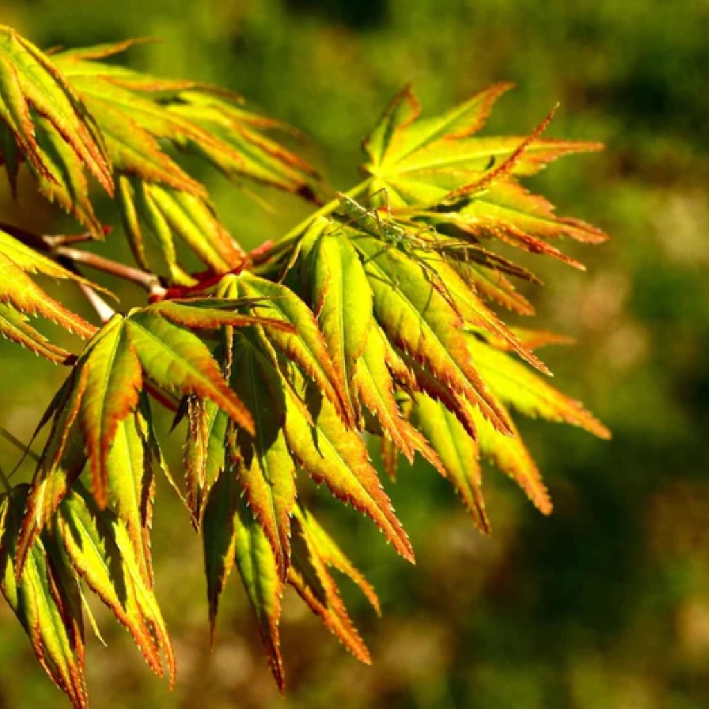 Acer palmatum 'Tsukasa Silhouette' Columnar Japanese Maple