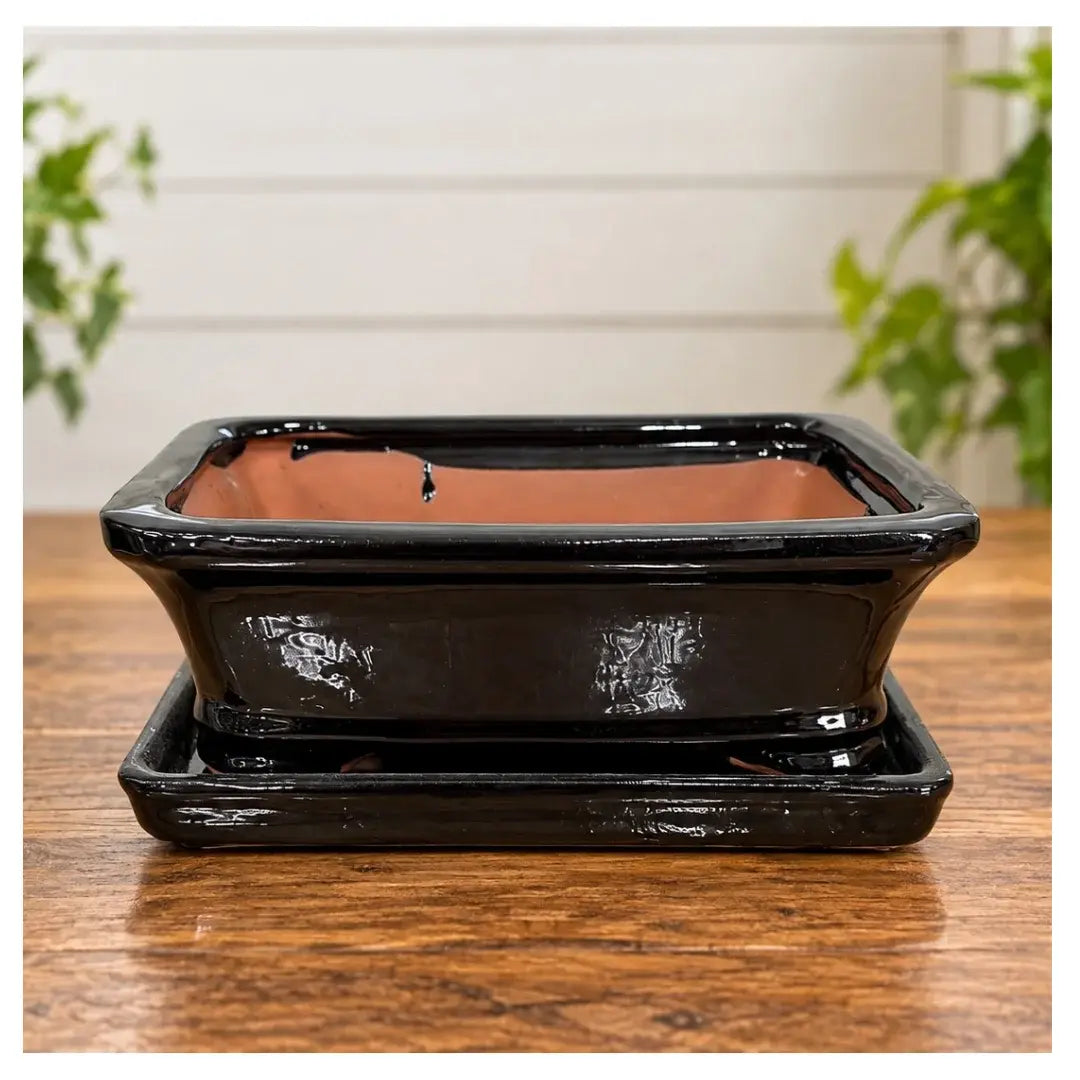 8" Professional Bonsai Planter with Matching Saucer