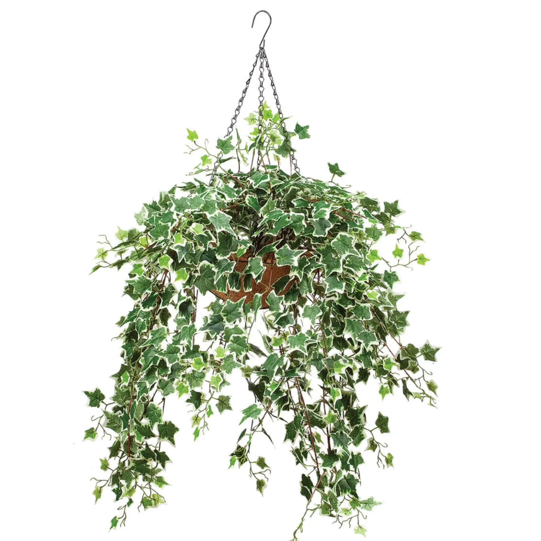 Variegated Ivy Hanging Basket