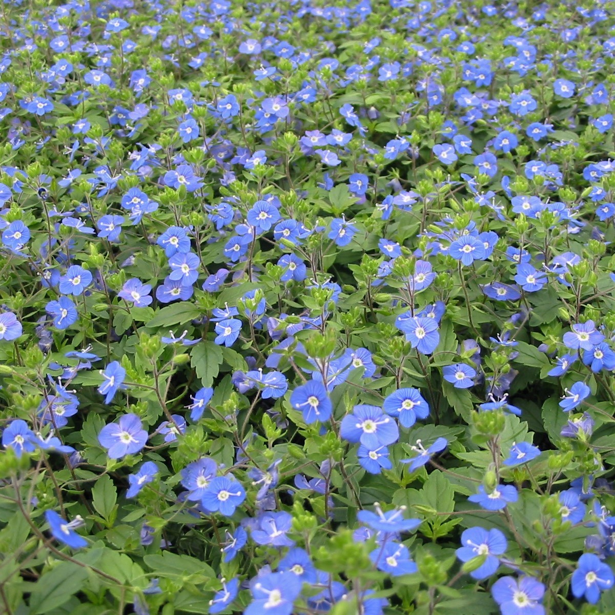 Veronica peduncularis &