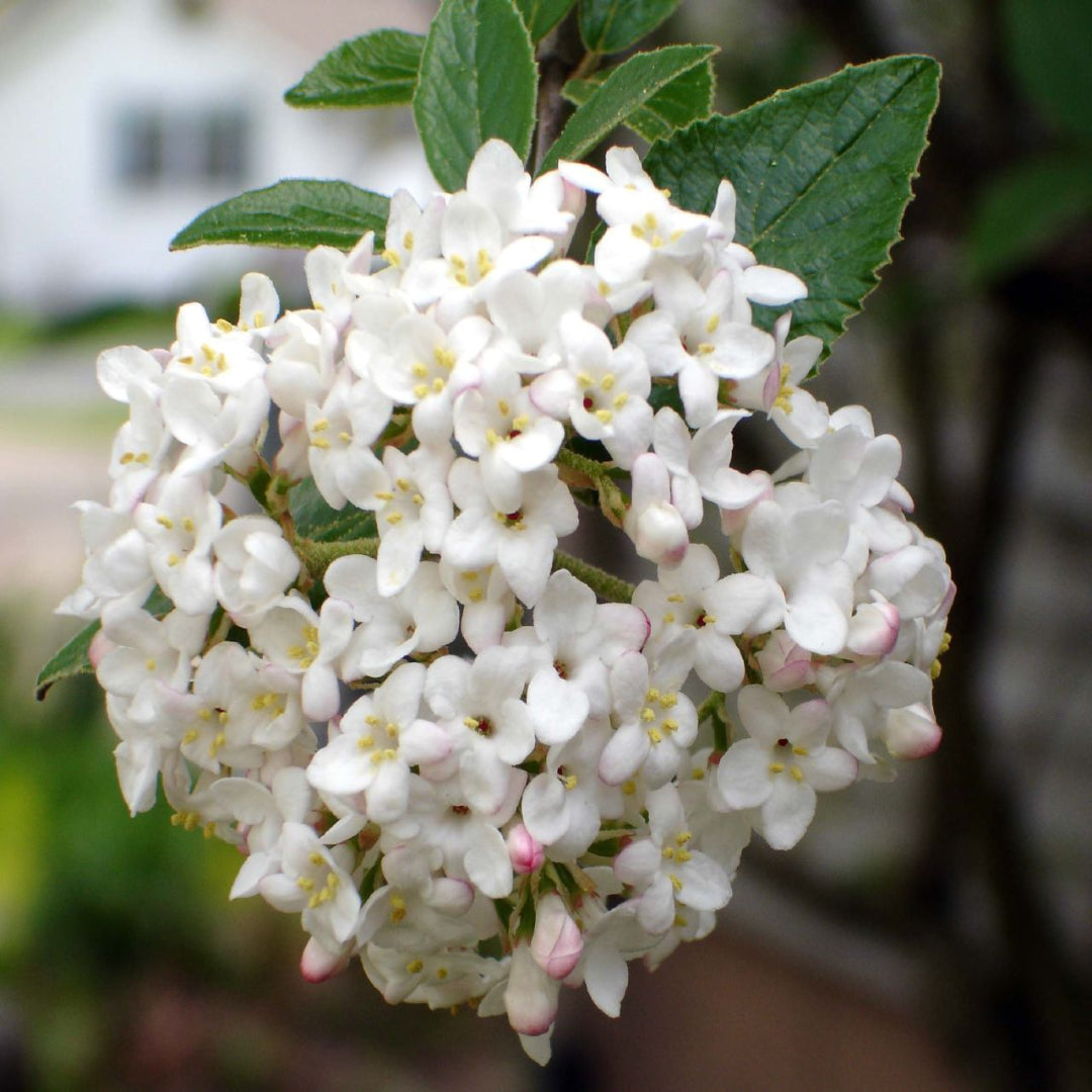 Carlcephalum Viburnum Shrub