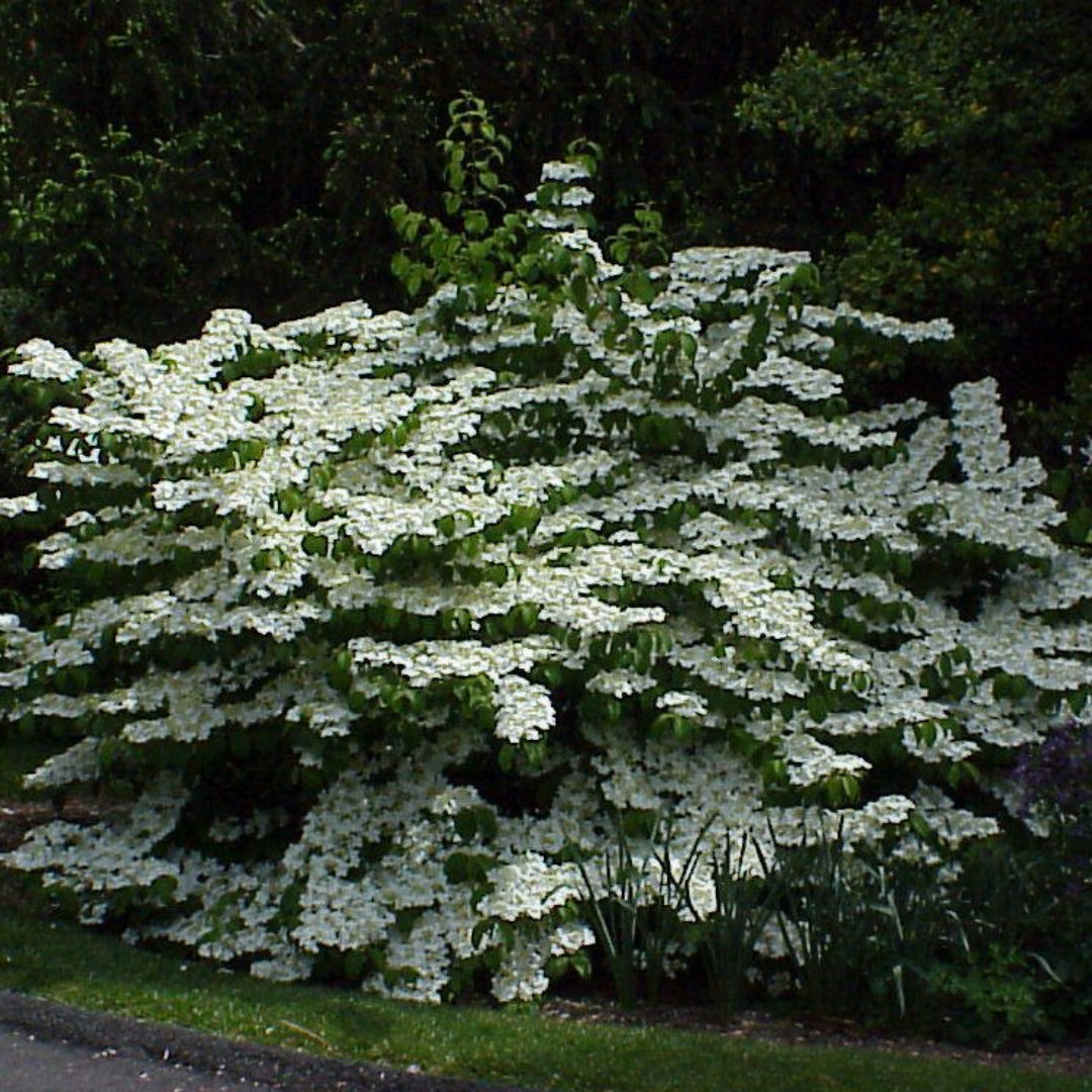Shasta Viburnum Shrub