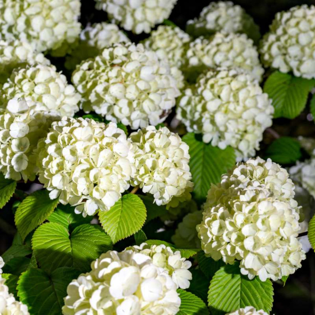 Japanese Snowball Viburnum Shrub