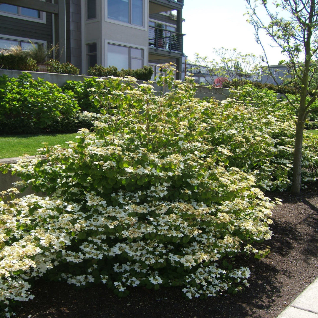 Summer Snowflake Viburnum Shrub