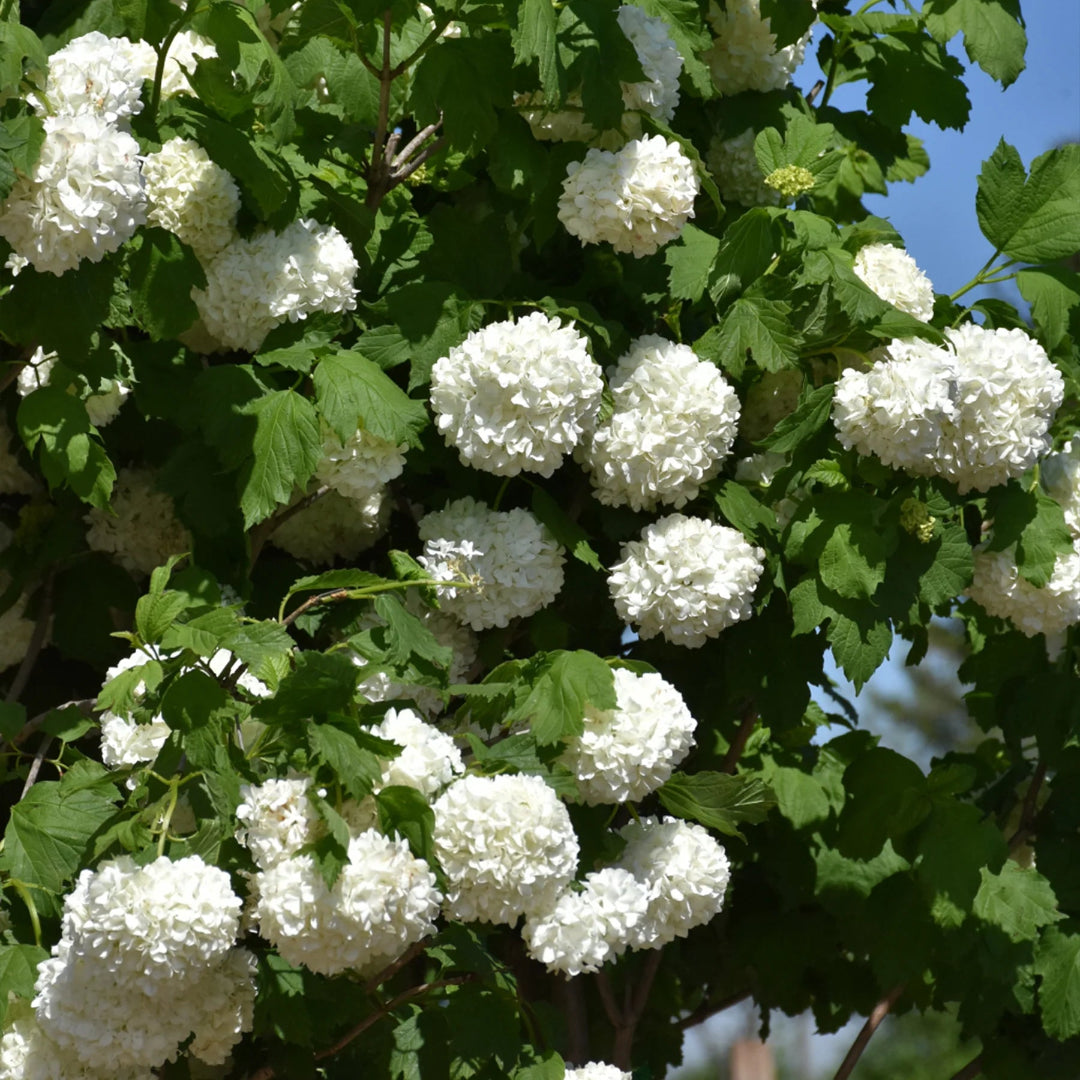 Common Snowball Aka Eastern Snowball Viburnum Shrub