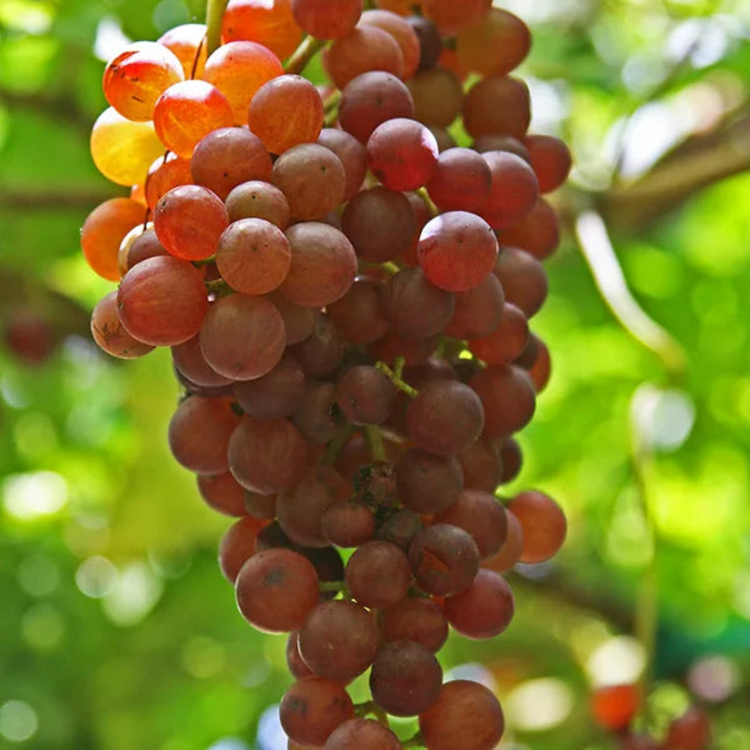 Victoria Red Grape