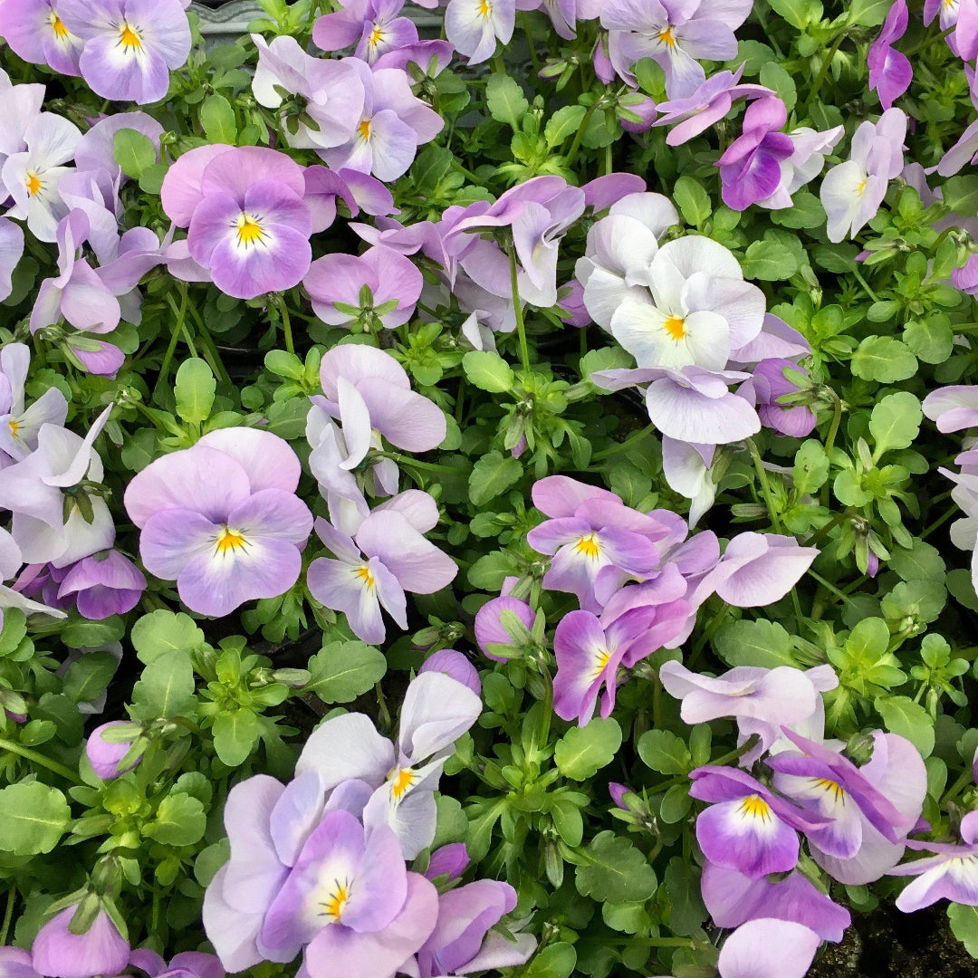 Viola Sorbet® Lilac Ice