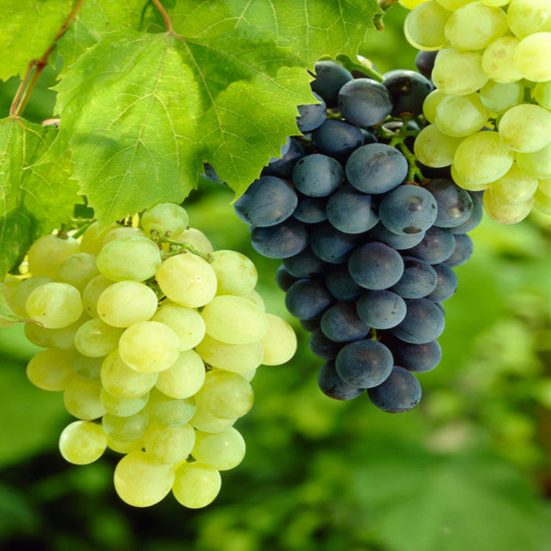 Glenora Blue Seedless Grapes