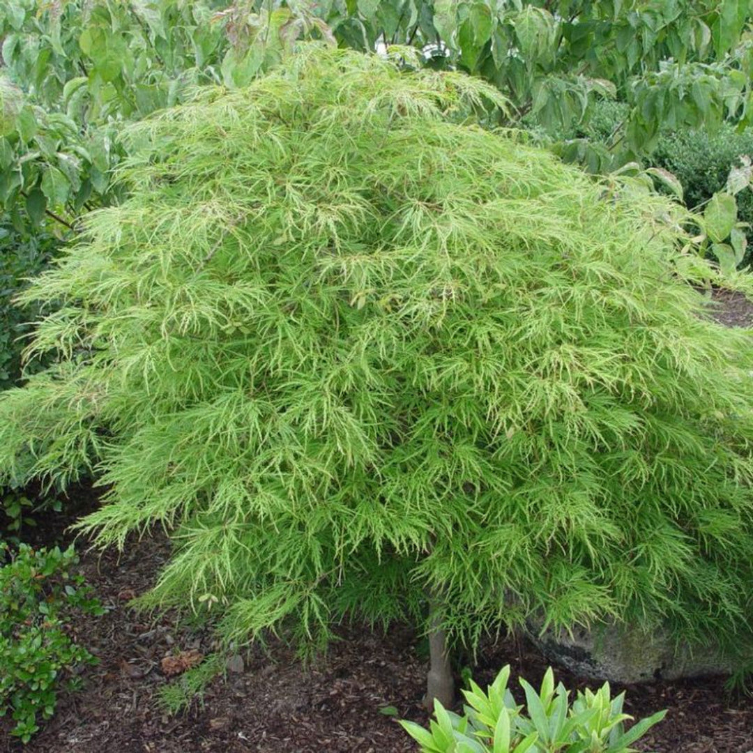 Weeping Japanese Maple tree with layered cascading foliage creating an elegant ornamental focal point