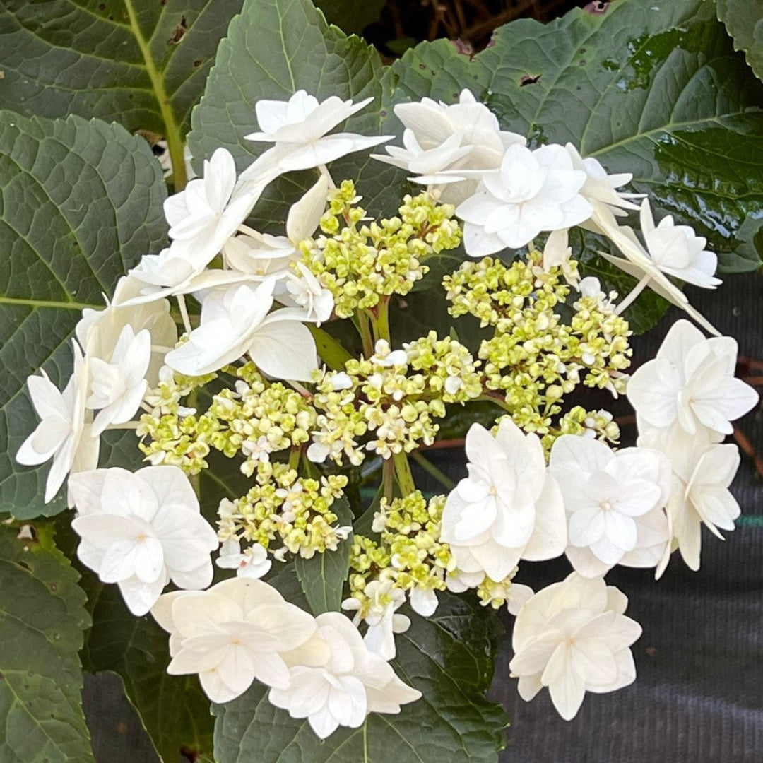 Wedding Gown Hydrangea