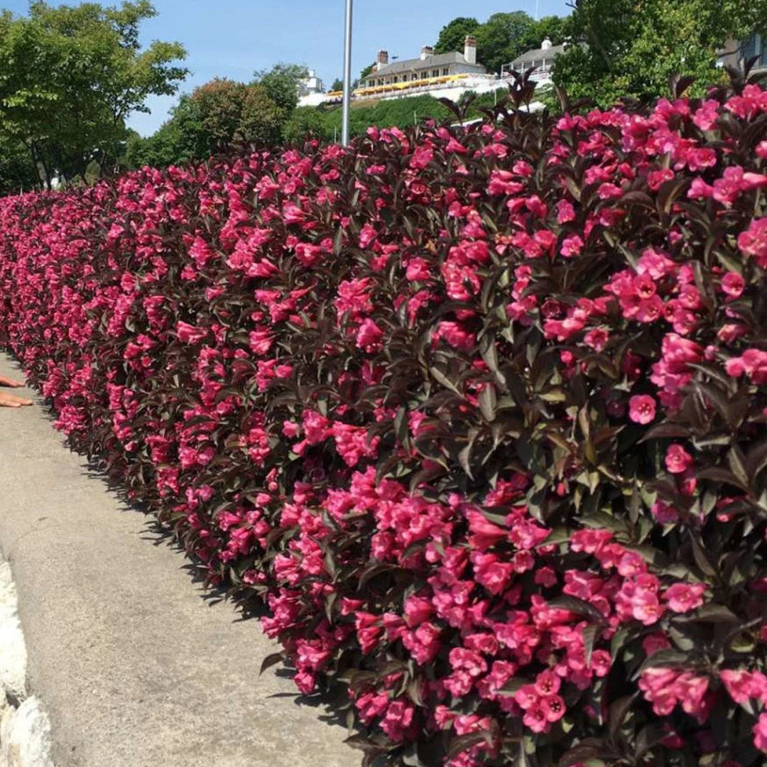 Wine & Roses Weigela